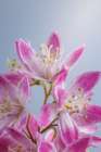 USA-Washington State-Seabeck Close-up of deutzia blossoms Art Print